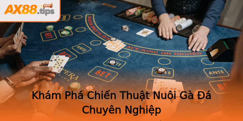 Khám Phá Chiến Thuật Nuôi Gà Đá Chuyên Nghiệp Khám Phá Chiến Thuật Nuôi Gà Đá Chuyên Nghiệp